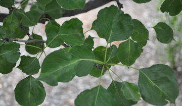 Close up of Chanticleer Flowering Pear leaf