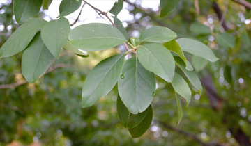 Close up of Chinese Fringetree leaf