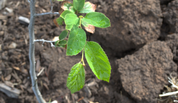 Close up of Chinese Parrotia leaf