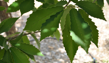 Close up of Chinkapin Oak tree leaf