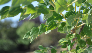Close up of Kentucky Coffeetree leaf