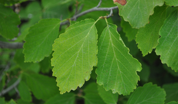 Close up of Common Witch Hazel leaf