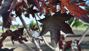 Close up of Crimson Sunset Maple leaf