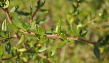 Close up of Curl-Leaf Mountain Mahogany leaf