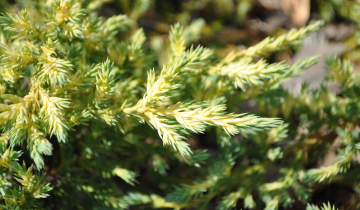 Close up of Daub's Frosted Chinese Juniper leaf