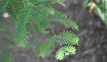 Close up of Dawn Redwood Leaf