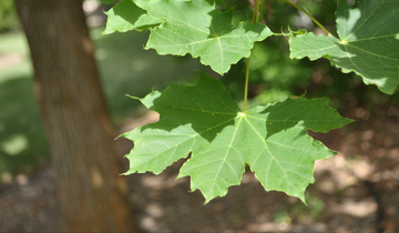 Close up of Deborah Norway Maple leaf