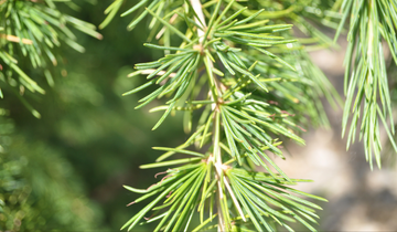 Close up of Deodar Cedar needles
