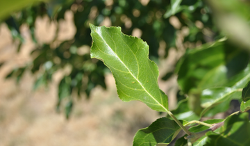 Close up of leaf on Dolgo Crabapple