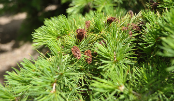Close up of Dwarf Cedar of Lebanon needles