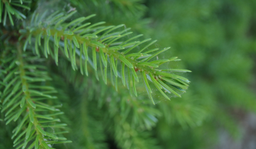 Close up of Dwarf Serbian Spruce Leaf