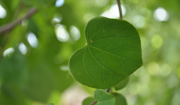 up close image of Eastern Redbud tree leaf