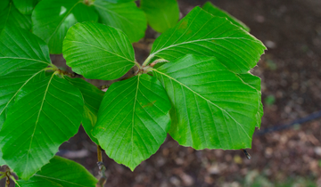Close up of European Beech leaf