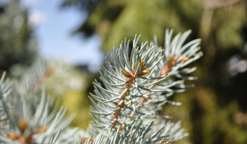 Close up of Fat Albert spruce Leaf