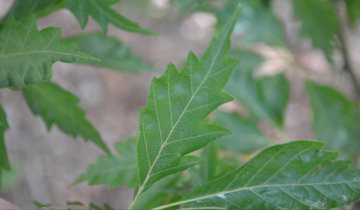 Close up of Fern-leaved Beech leaf