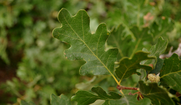 Close up of Gambel Oak leaf