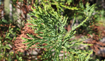 Close up of Giant Sequoia scales