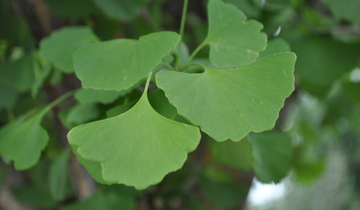 Close up of Ginkgo tree leaf
