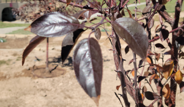 Gladiator Crabapple leaf