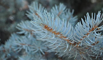 Close up of Globosa Blue Spruce needles