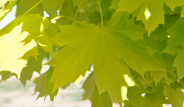 Close up of Princeton Gold Norway Maple leaf