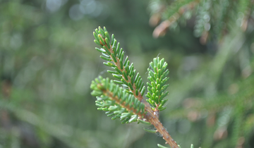 Close up of Goudy Oriental Spruce needles