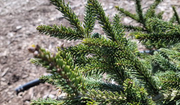 Close up of Green Knight Oriental Spruce Leaf