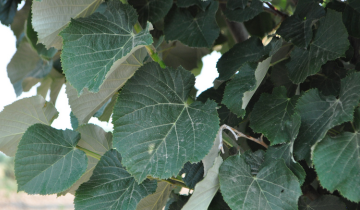 Close up of Green Mountain Linden leaf