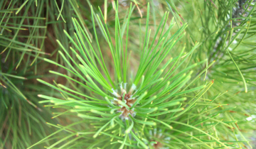 Close up of Green Tower pine tree needles