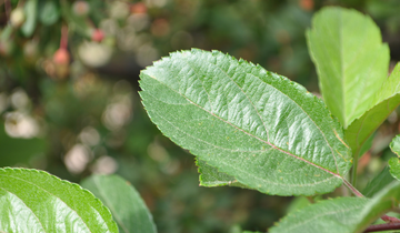 Close up of Guinevere Crabapple leaf