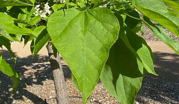 Close up of Heartland Catalpa leaf