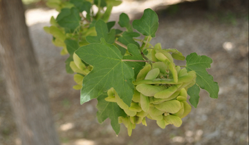 Close up of Hedge Maple leaf