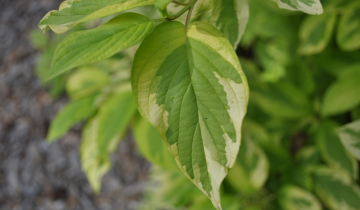 Close up of Hedgerows Gold Redoiser Dogwood Leaf