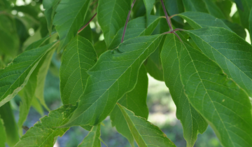 Close up of Henry's Maple tree Leaf