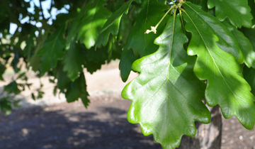 Close up of Heritage Oak leaf