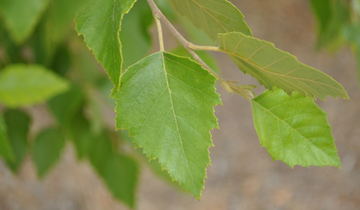 Close up of Heritage River Birch leaf