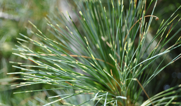 Close up of Variegated Himalayan Pine needles