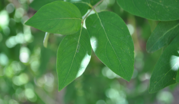 Close up of Allegheny Serviceberry leaf