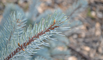 Close up of Hoopsi Blue Spruce needles