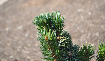 Close up of needles on Horstmann Bristlecone Pine