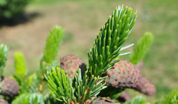 Close up of Howell's Dwarf Tigertail Spruce needles
