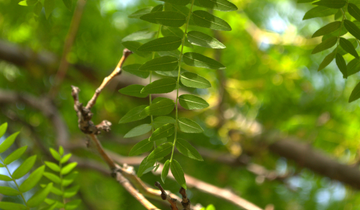 Close up of Imperial Honeylocust leaf