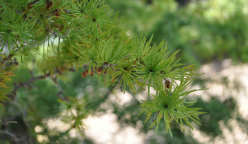 Close up of Diana Japanese Larch needles