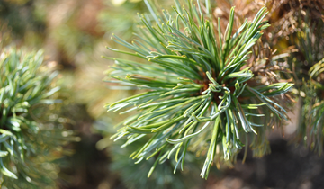 Needles on Japanese Stone Pine