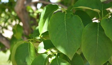 up close image of ivory silk tree lilac leaf