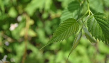 Japanese Kerria leaf