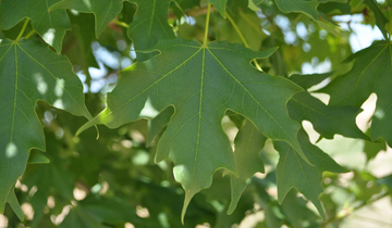 Close up of John Pair Sugar Maple leaf