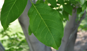 Close up of Korean Evodia leaf