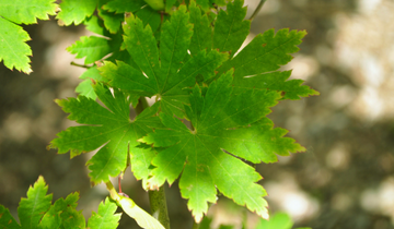 Close up of Korean Maple leaf