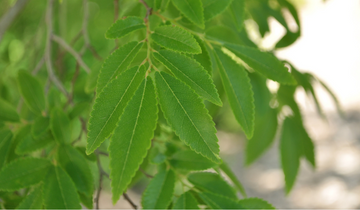 Close up of Allee Lacebark Elm leaf